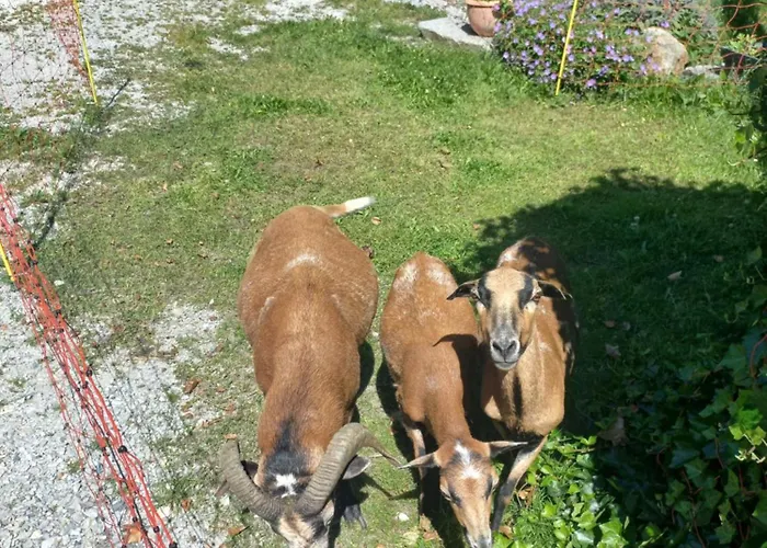 Vakantieboerderij Pferdehof Reitingau